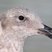 Western Gull